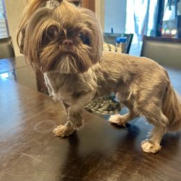 ChaCha - Shih Tzu