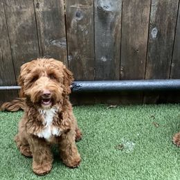Australian Labradoodle Puppies from Cascade Canyon Labradoodles