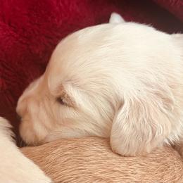 Cider - Light golden male Golden Retriever puppy in Blackfoot, Idaho from Ivy’s Goldens