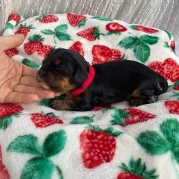Hart Boy 1 - Black and tan male Cavalier King Charles Spaniel puppy in Phoenix, Arizona from Larisa's Cavaliers