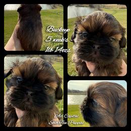 Valentino - Red male Shih Tzu puppy in Maize, Kansas from Air Capital Shih Tzu Puppies