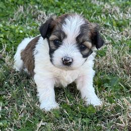 Gracie - Fawn sable female Havanese puppy in Bowling Green, Kentucky from Denise Clark