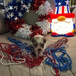 Purple collar - Cream female Havanese puppy in Crestview, Florida from Debbie’s Doggone Havanese Doghouse LLC