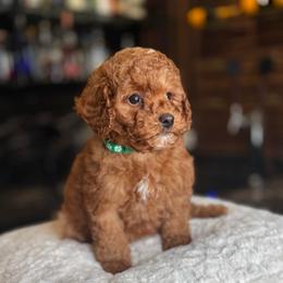 Chubs - Red  male Goldendoodle puppy in South Jordan, Utah from Wasatch Pup