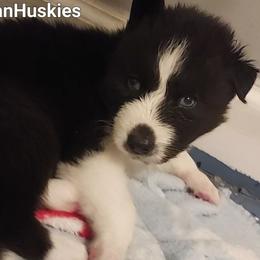 Parker - Black and white male Siberian Husky puppy in Savannah, Georgia from Stacy's Siberian Huskies