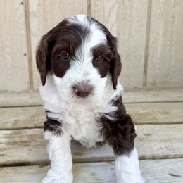 Golden Mountain Doodle puppies from Magic Valley Family Doodles