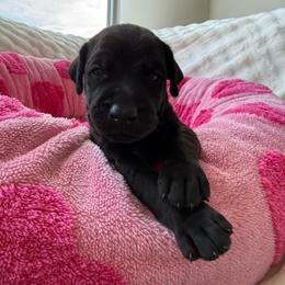 Sinatra - Black and rust male Doberman Pinscher puppy in Brookfield, Wisconsin from Haus of Hound