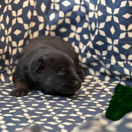 Green Collar - Bi-color male German Shepherd puppy in Riverside, California from Von Der Sagobi