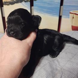 Smudge - Black and white male Shichon puppy in Imperial, Missouri from Shichon Teddybear  puppies of Miss