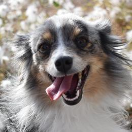 French Bulldogs and Toy Australian Shepherds from Red Rock Ranch