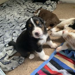 Australian Shepherd Puppies from Sunshine State Australian Shepherds