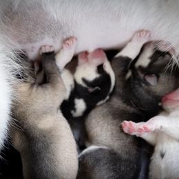Siberian Husky Puppies from Ivie Huskies