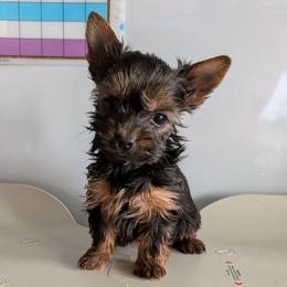 Tink-Tiny Pet only - Black and gold female Yorkshire Terrier puppy in Gatesville, Texas from KontryKritterz Yorkies