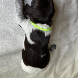 Guadalupe - Liver and white female German Shorthaired Pointer puppy in Orange, Texas from River Bottom Pointers