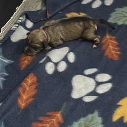 Miniature Schnauzer puppies from P1 Family Canines