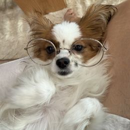 Papillon All Grown Up from PapillonPups