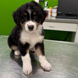 Zulu - Black tri-color female Aussiedoodle puppy in Heber City, Utah from Junipersdoodles