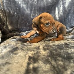 Purple - Rd whtn blk nose male Rhodesian Ridgeback puppy in Ocala, Florida from DogWood Kennels
