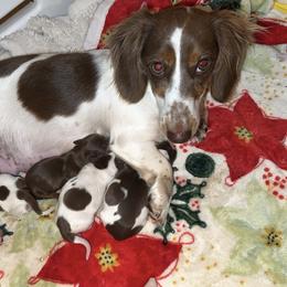 Dottie - Dachshund