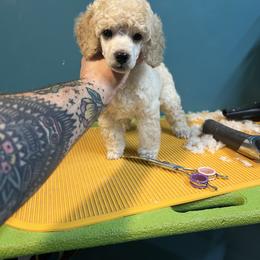 Dark cream girl - Cream female Poodle puppy in Chandler, Oklahoma from Nipigon Miniature Poodles