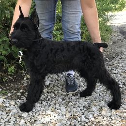 Giant Schnauzer Puppies from Jordan Giant Schnauzers