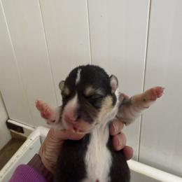 Girl 2 - Black and tan female Pembroke Welsh Corgi puppy in Moulton, Alabama from Reed's Pembroke Corgi Welsh