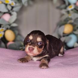 Girl 4 - Chocolate and cream female Dachshund puppy in Rancho Cucamonga, California from Pretty Little Dachshunds