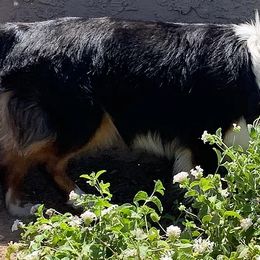 Aussiedoodles and Miniature Australian Shepherds from Lazy T9 Ranch
