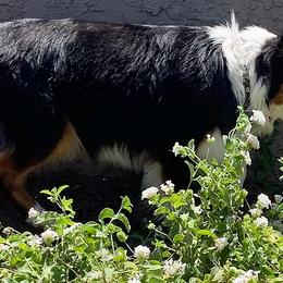 Aussiedoodles and Miniature Australian Shepherds from Lazy T9 Ranch