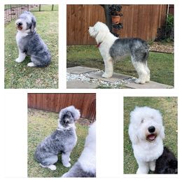 Sheepadoodle Puppies from Bns Sheepadoodles