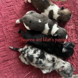 Chihuahua and Pomeranian Puppies from Cheyenne’s Pups