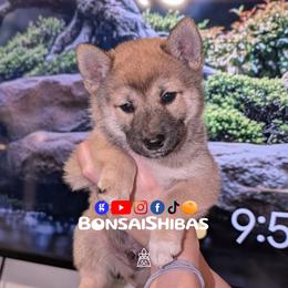 DURO - Red male Shiba Inu puppy in Minnesota from BonsaiShibas