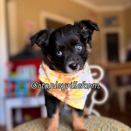 Taco - Black tri female Miniature Australian Shepherd puppy in Buchanan, Georgia from Stanleyville Farm Mini Aussies
