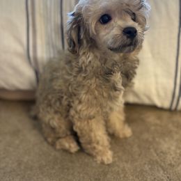 Tyson - Sable male Cockapoo puppy in Ocoee, Florida from Puppie Poos 4 U