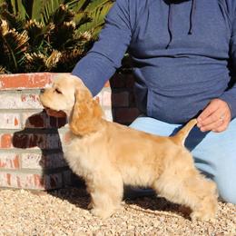 Cocker Spaniel Puppies from Arquivolta Kennel