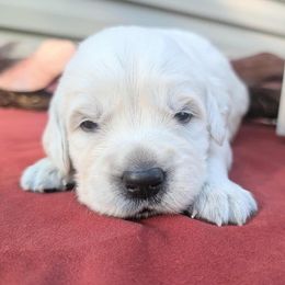 Boy 2 - Light golden male Golden Retriever puppy in Walnut Grove, Missouri from Forever Your Puppies
