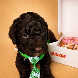 Briar - Chocolate male Goldendoodle puppy in Camden, North Carolina from Oopsie Doodles of NC