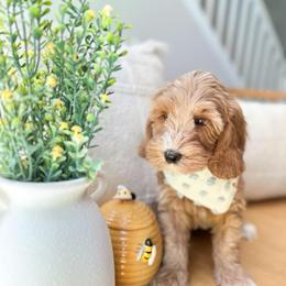 HIVE - Caramel red male Australian Labradoodle puppy in Palmdale, California from Heavenly Doodles