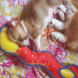 Pembroke Welsh Corgi Puppies from Rose Water Corgis