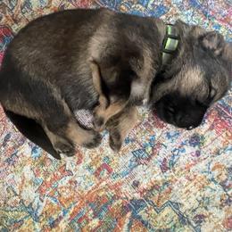 Ms. Paw-sitive Vibes - Sable female German Shepherd puppy in High Ridge, Missouri from Adelheid Shepherds