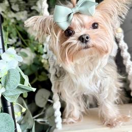 Cherry Berry - Yorkshire Terrier