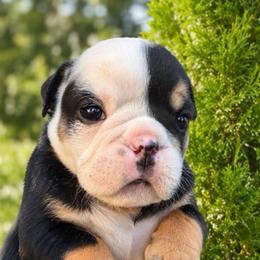 Bubbles - Black tri-color female Bulldog puppy in Marysville, Washington from BulldogWA
