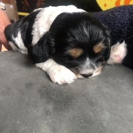 Cocker Spaniel Puppies from North Country Cockers