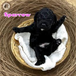 Sparrow - Black female Bernedoodle puppy in Banner Elk, North Carolina from Walnut Tree Bernedoodles