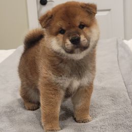 Abel - Sesame male Shiba Inu puppy in Milton, Florida from Moonlight Shibas