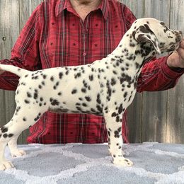 Windy,  Black collar girl - White and liver brown female Dalmatian puppy in Decatur, Alabama from Hollytree Dalmatians