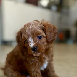 Loui - Red male Cavapoo puppy in Gilbert, Arizona from Arizona Toy Cavapoos – Health‐Tested & Home‐Raised