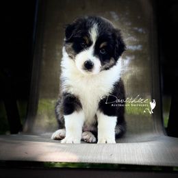 Australian Shepherd Puppies from Davishire Australian Shepherds