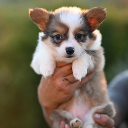 Amethyst - Sable and white female American Corgi puppy in Mariposa, California from Gem Coast Corgis