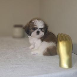 Gizmo - Brindle and white male Shih Tzu puppy in Kings Mountain, North Carolina from Britany's Shih Tzus